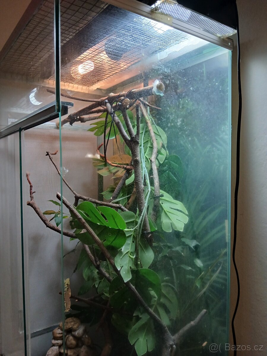 Terarium - 3