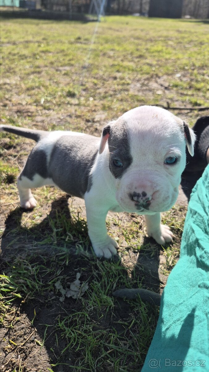 Americký stafordšírský teriér bez pp - 3