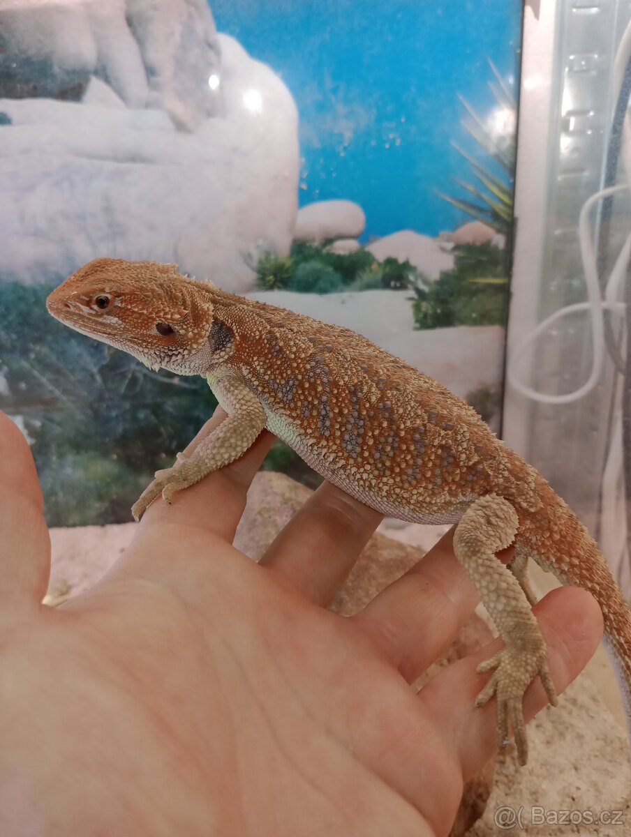 Agama vousatá (Pogona vitticeps) - 3