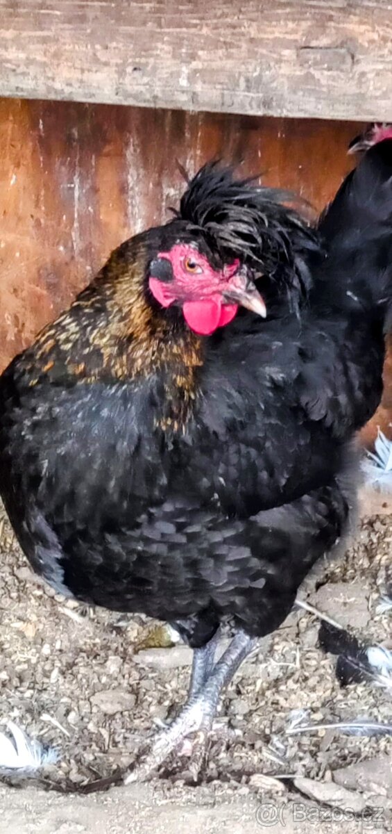 Slepice Sandschak - 3