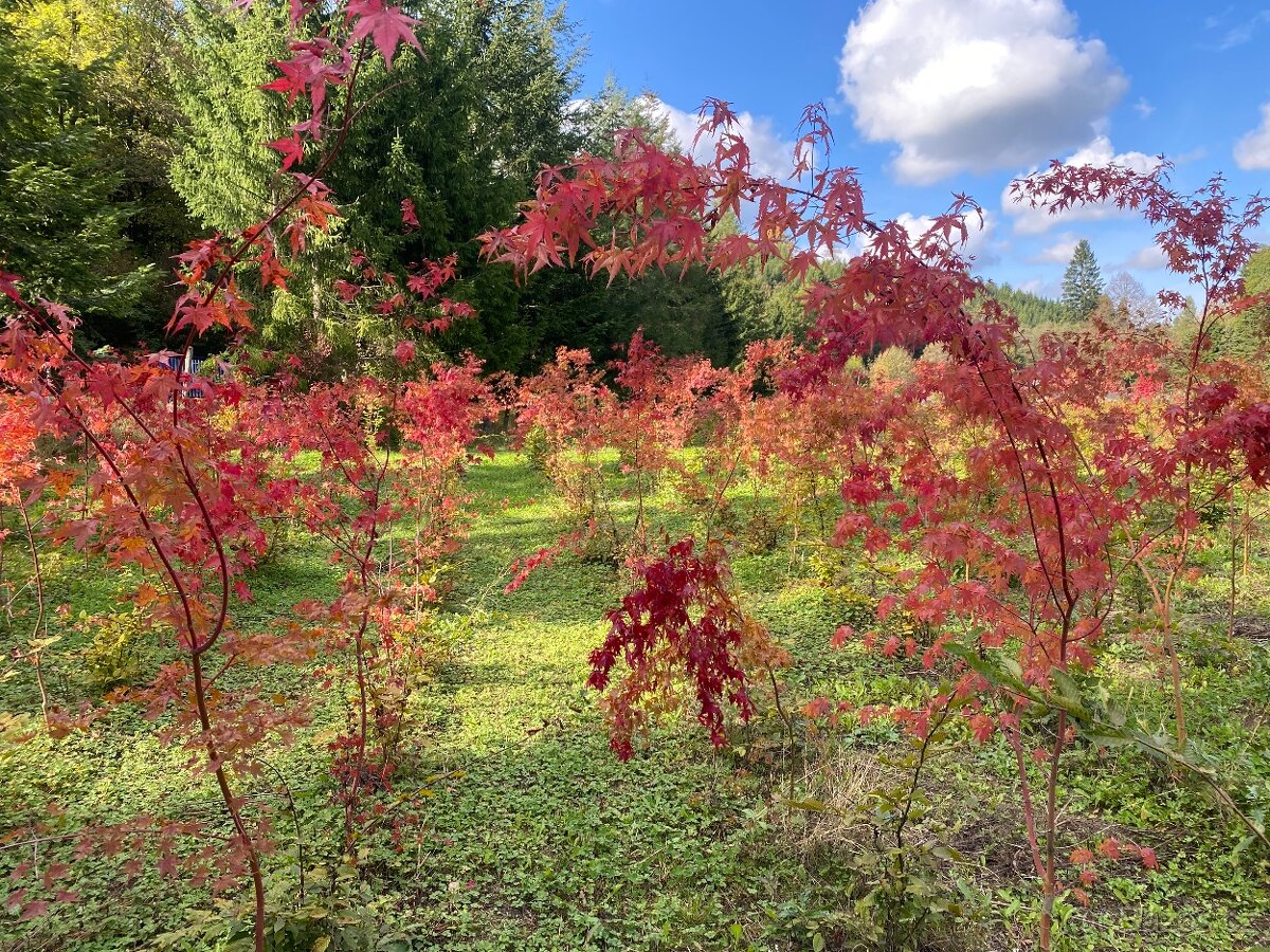 Javor dlanitolistý / japonský - 3