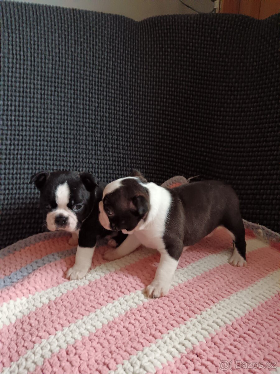 Bostonský teriér - 3