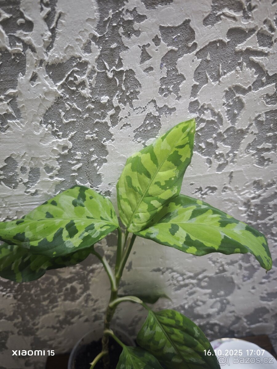 Aglaonema "tricolor" baby PRODÁNO - 3