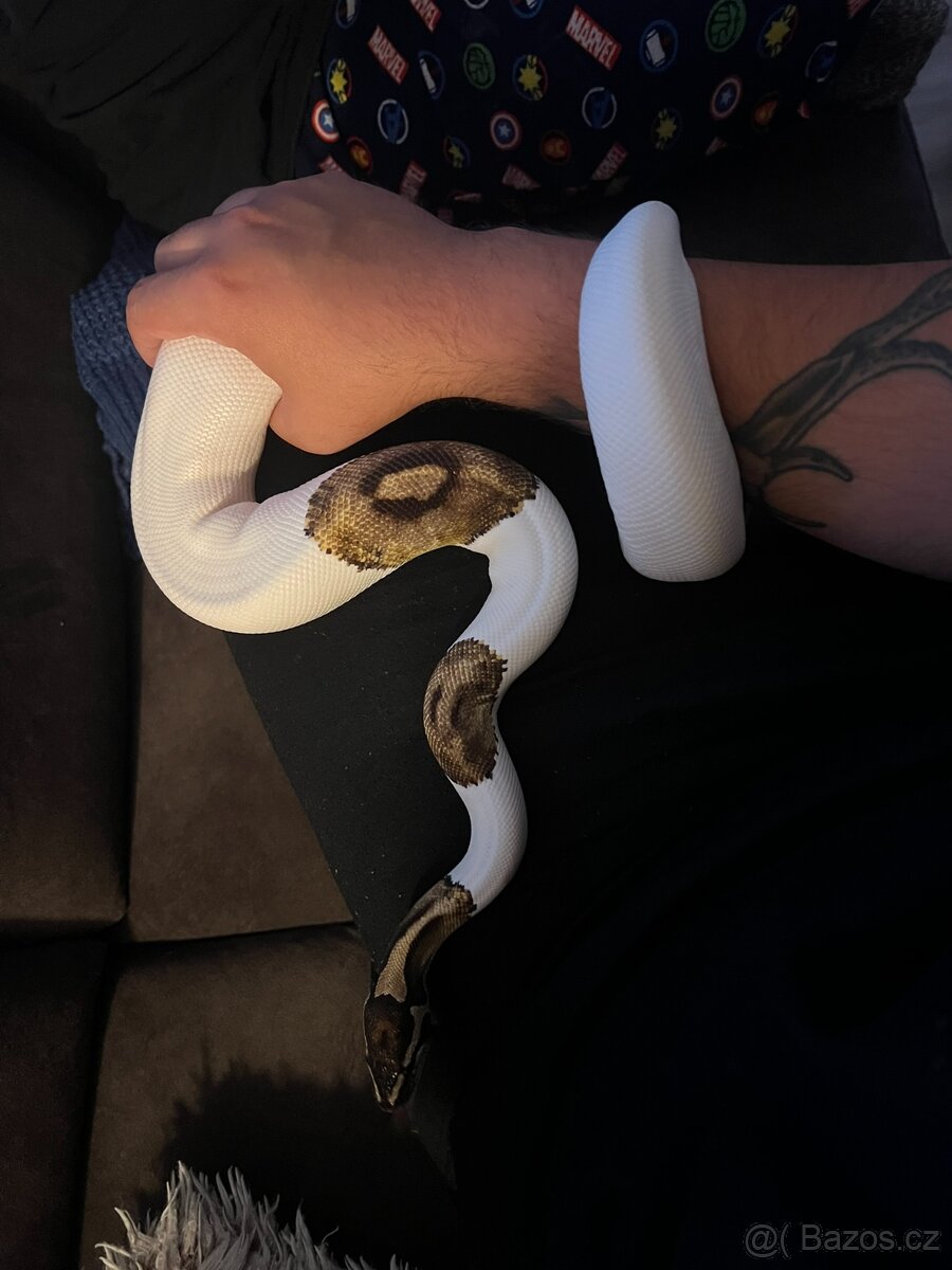 Krajta Královská 1.0 Piebald - 3