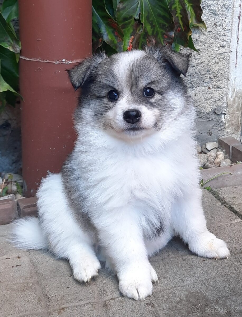 Německý špic střední - 3