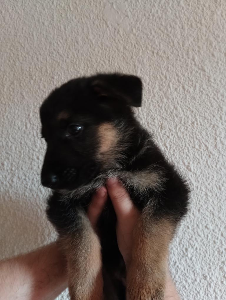 Německý ovčák -pejsek - 3