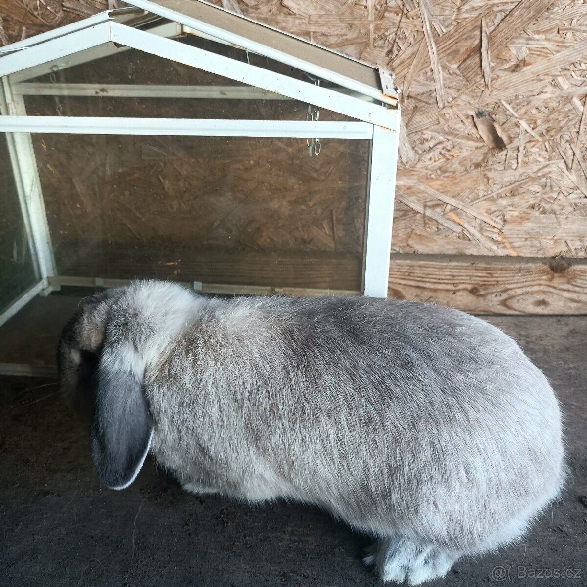 Zakrslý beránek - 3