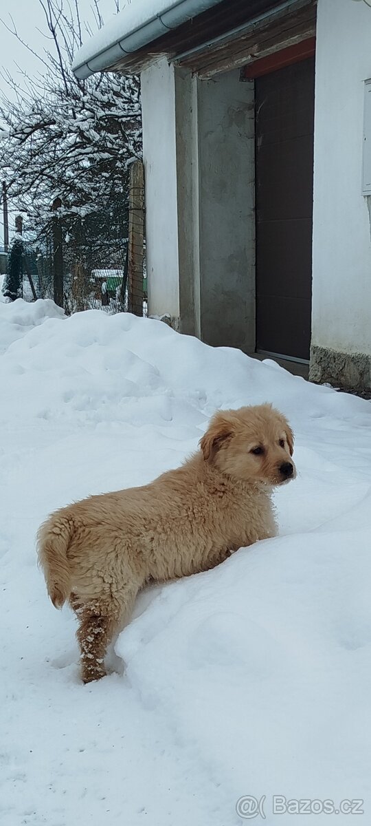 Holčička zlatý retrívr, již k odběru - 3
