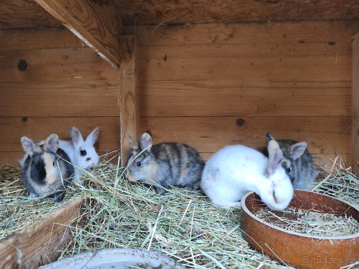 Zakrslý králík - 3