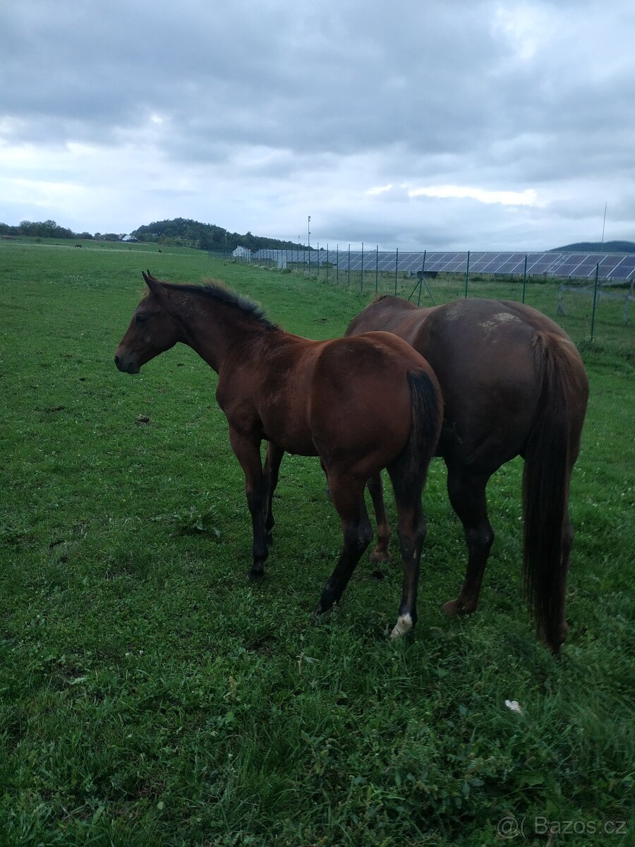 QH žrebec 2025 - 3