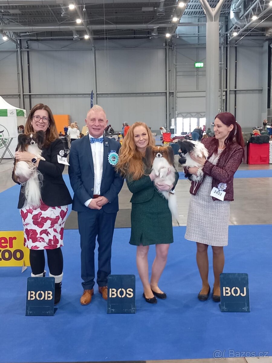 Papillon /krycí pes - 3