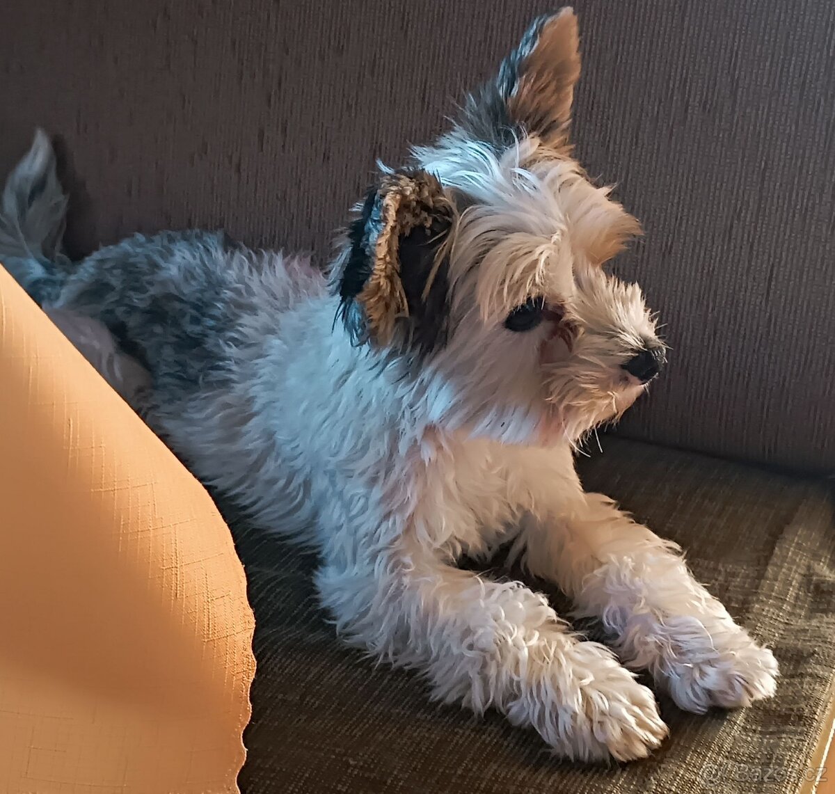 Jorkšírský teriér - krytí - 3