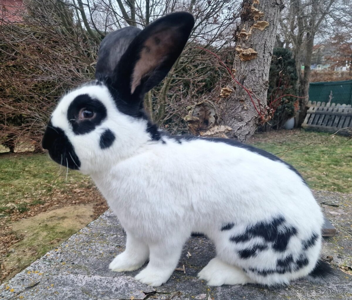 Německý obrovitý strakáč - 3