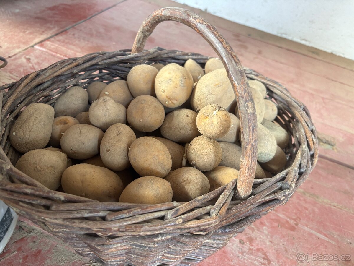 Sadbové brambory Antonie - 3