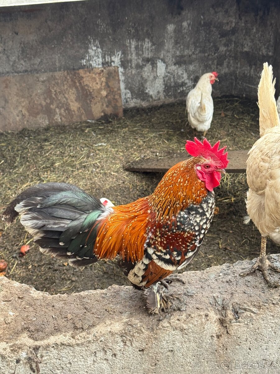 Daruji kohouta - 3