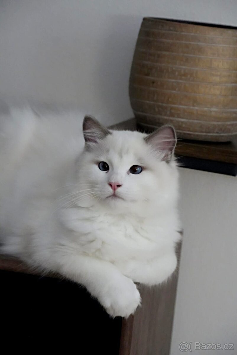 Ragdoll blue bicolor kocourek s pp - 3