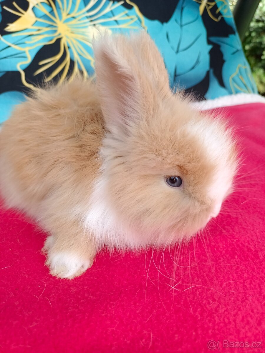 Anglická angora - 3