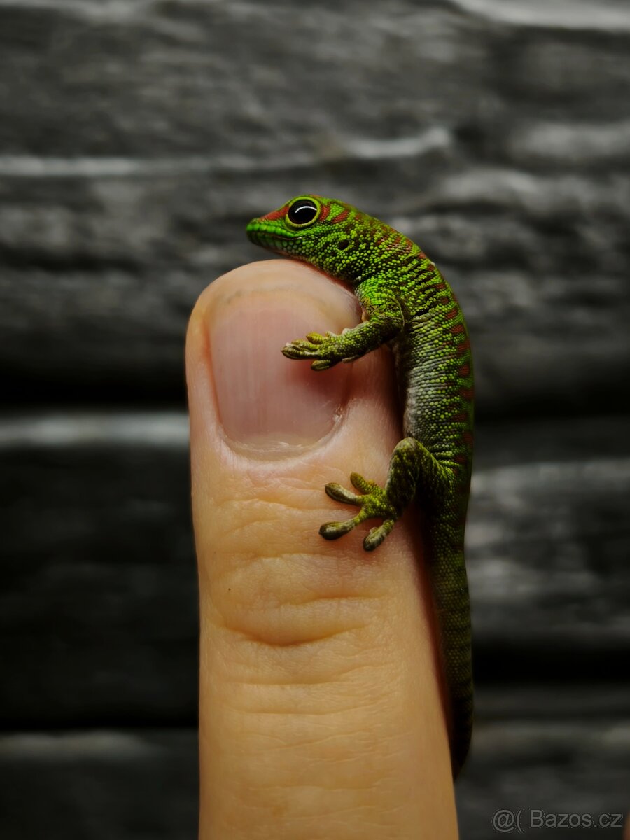Felsuma madagaskarská grandis - 3