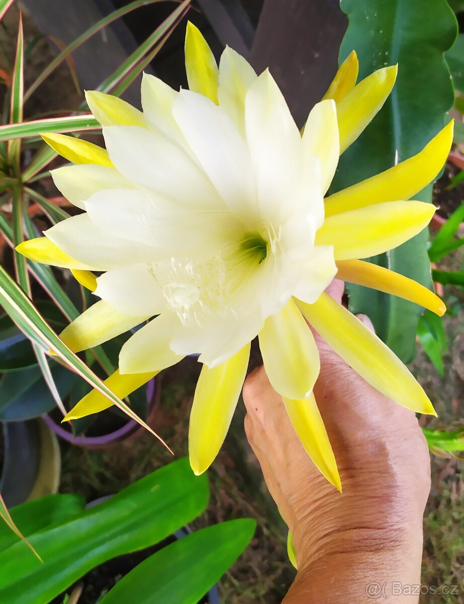 Prodám fylokaktusy - 3