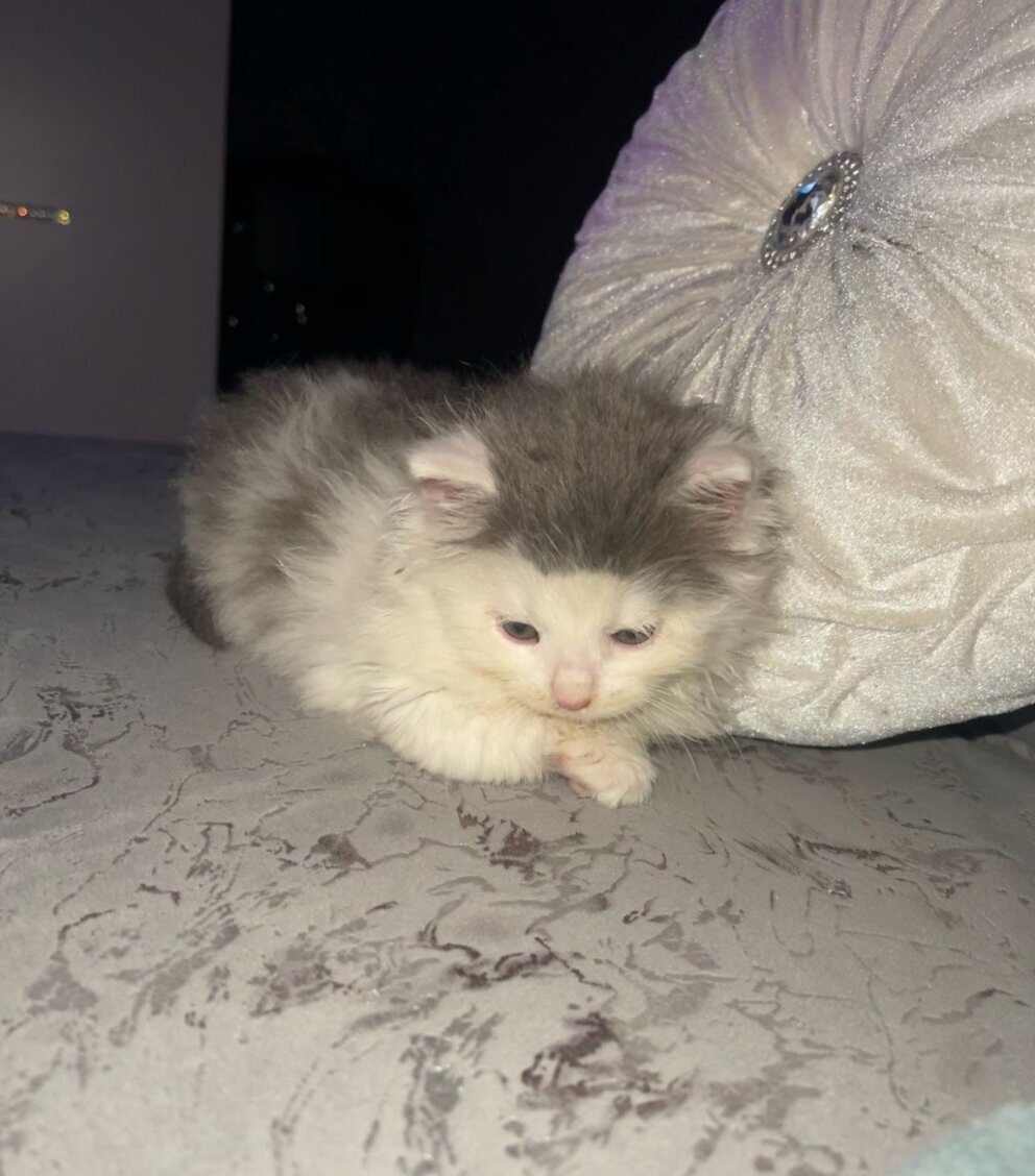 Ragdoll koťátko - 3