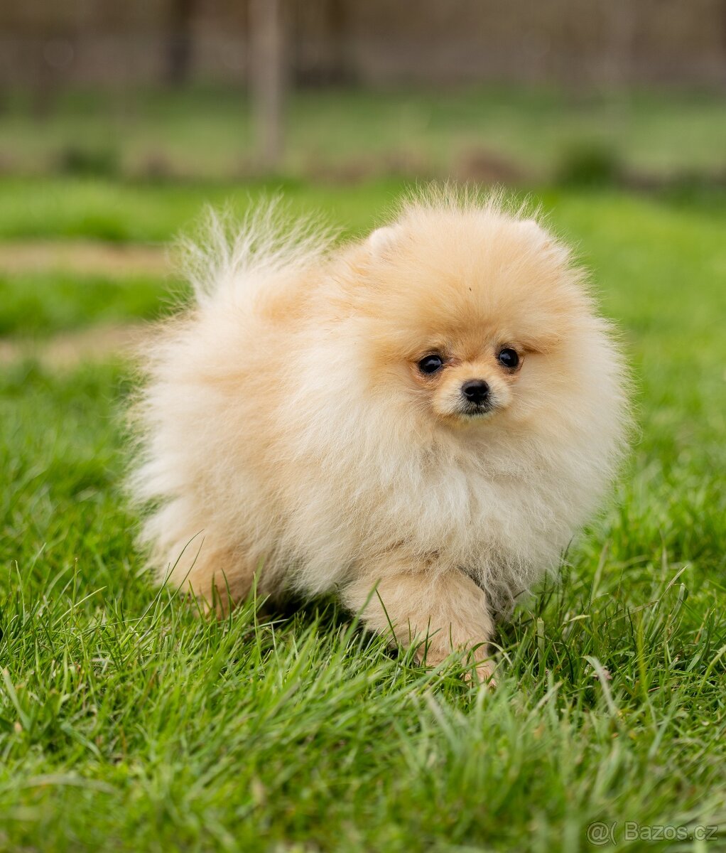 Pomeranian s PP - 3