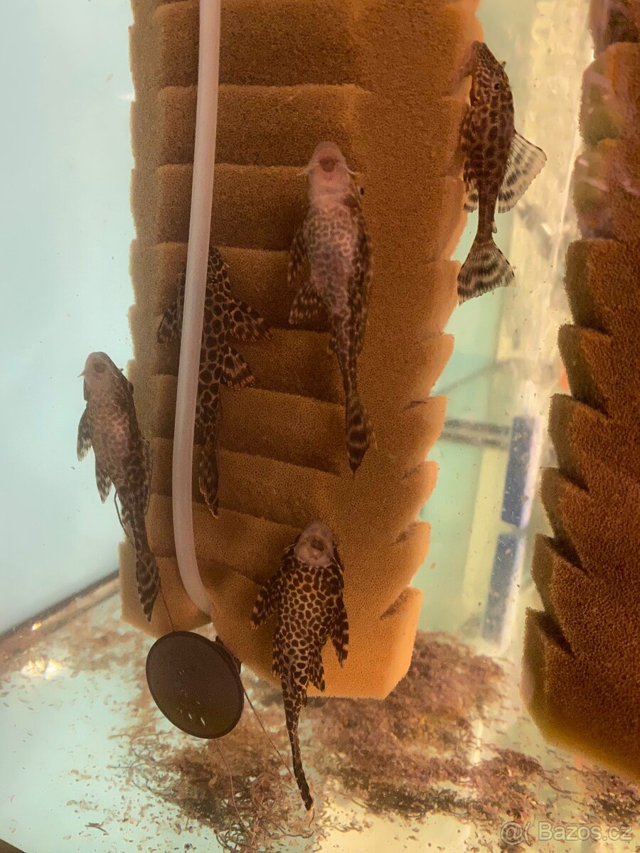 Glyptoper velkoploutvý L 165 - Glyptoperichthys gibbiceps - 3