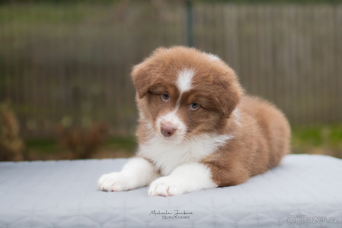 Australský ovčák s PP - 3