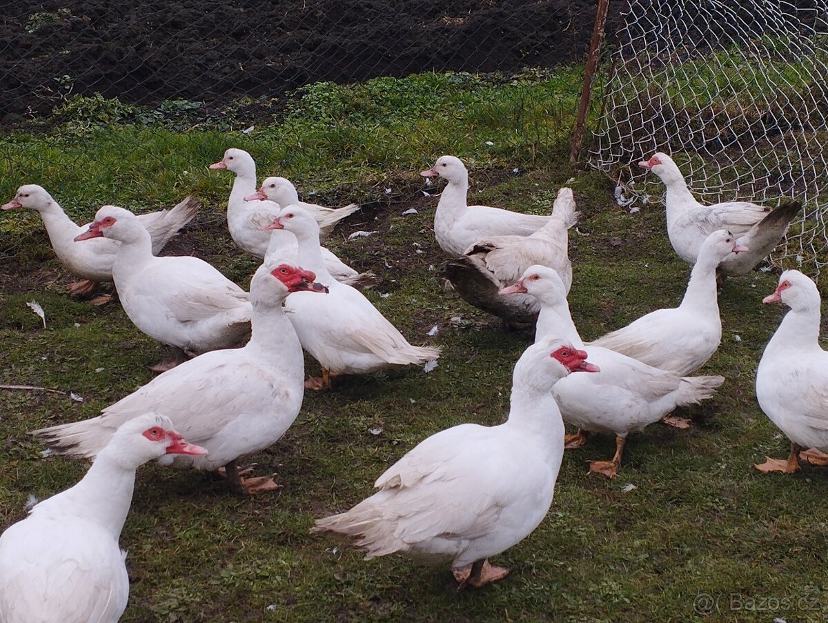 Kachna pižmová - 3