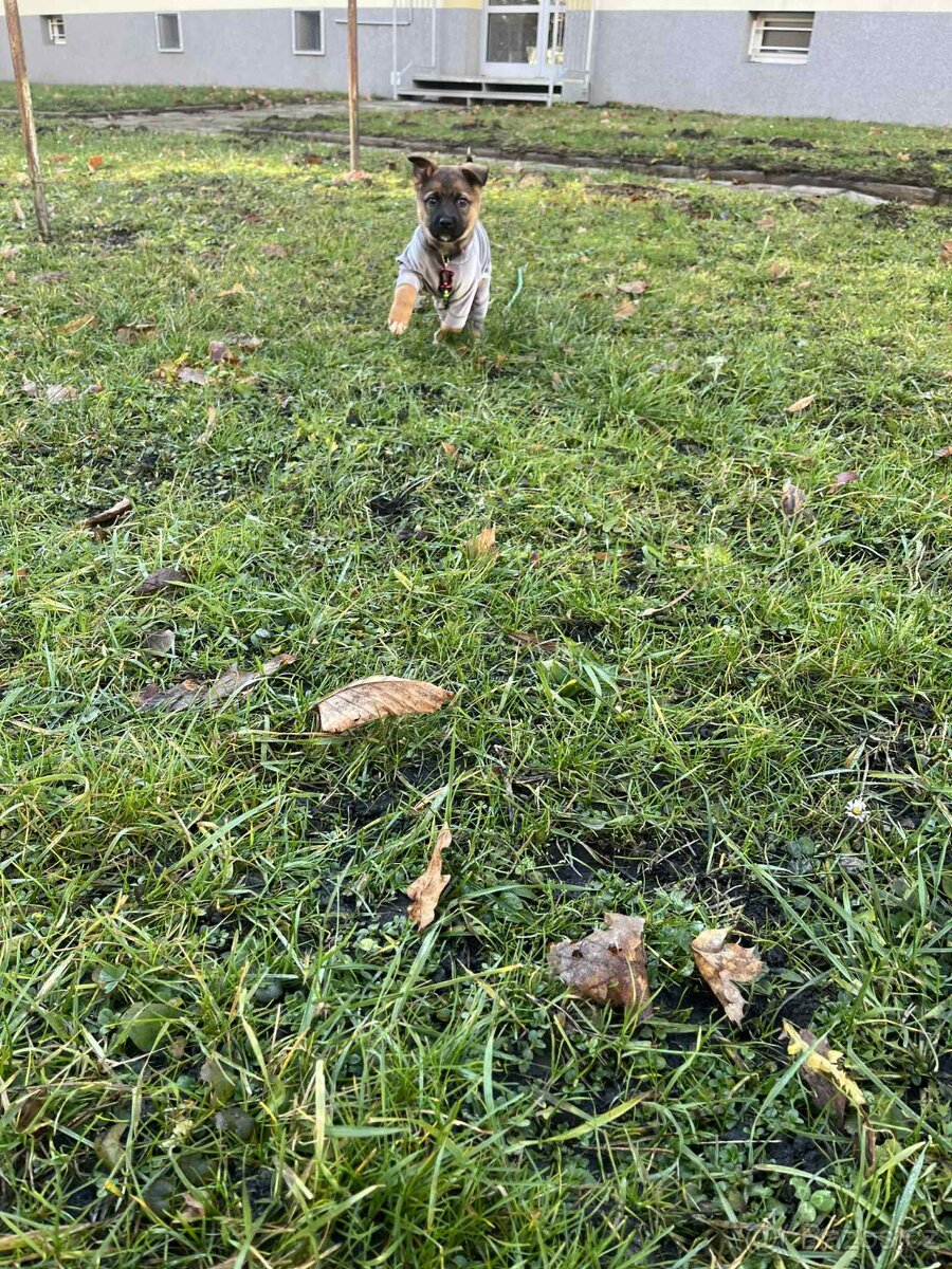 Pejsek Stromeček - 3