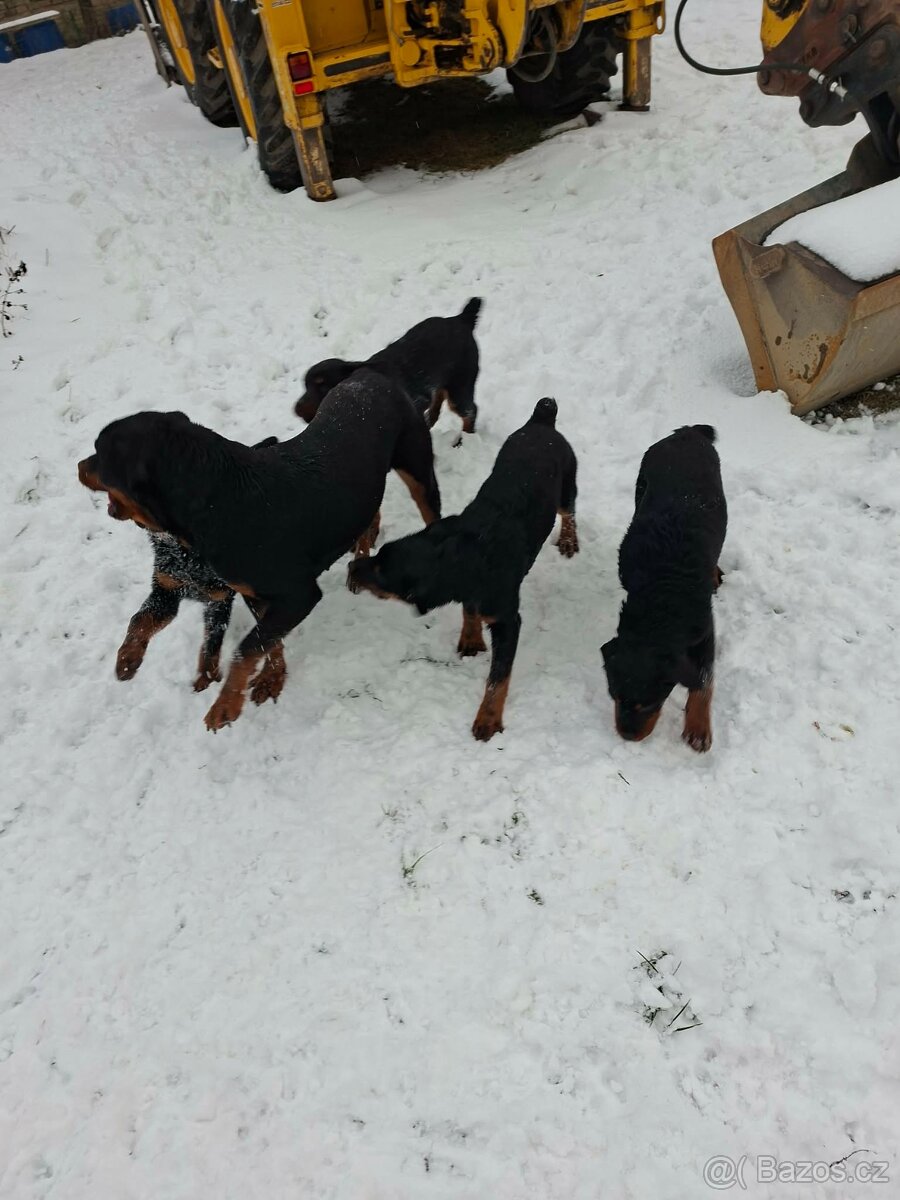 Prodám štěňátka Rotvajlera bez PP - 3
