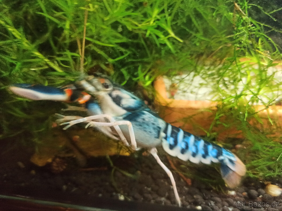 Cherax Peacock - 3
