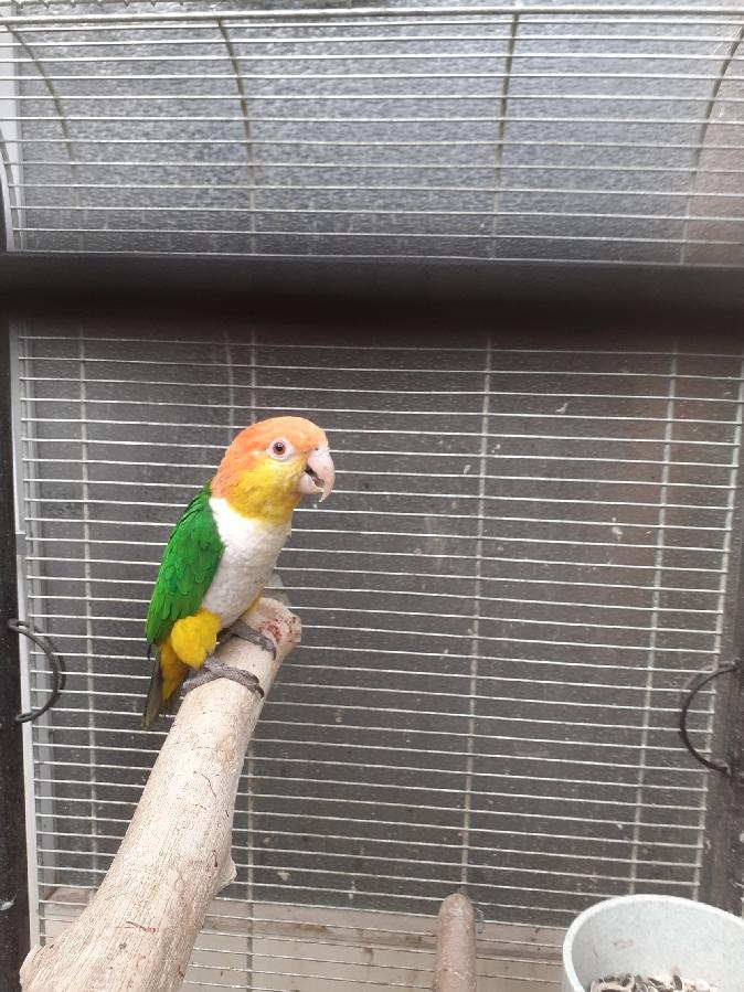 Amazonek černotemenný - 3