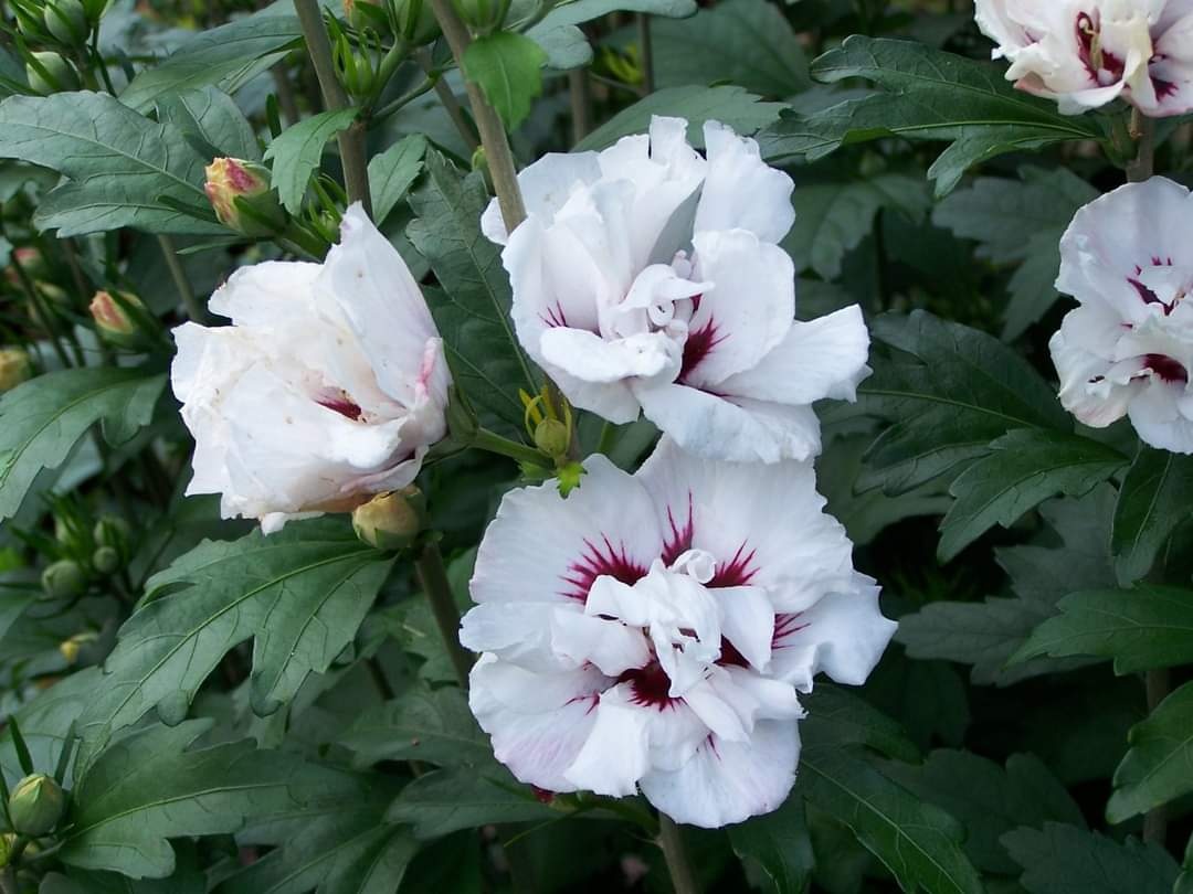 Ibišek syrský venkovní různé barvy - 3