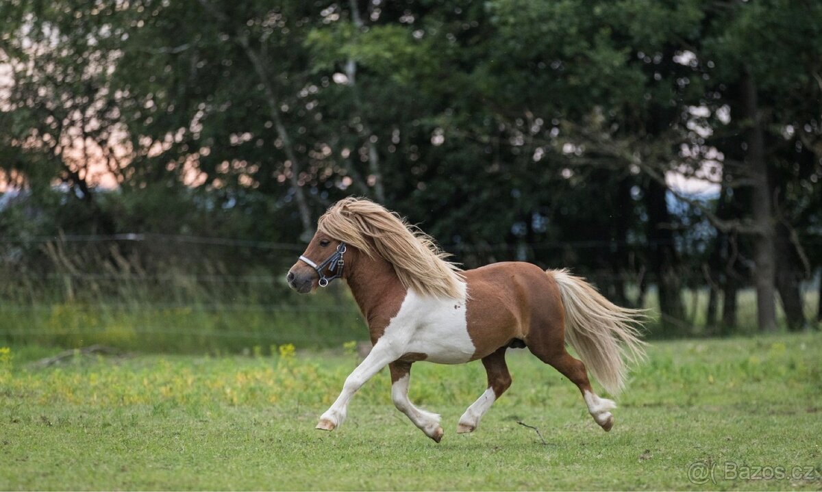 Hřebec mini Shetland pony s PP - 3