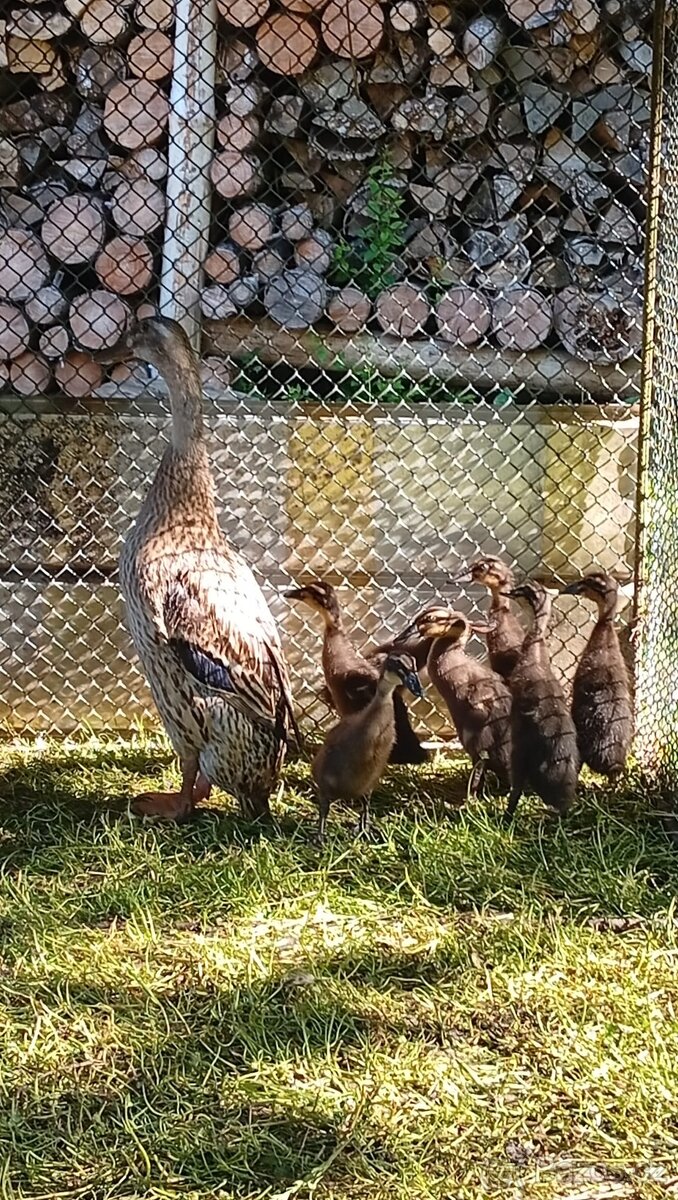 Indický běžec - 3