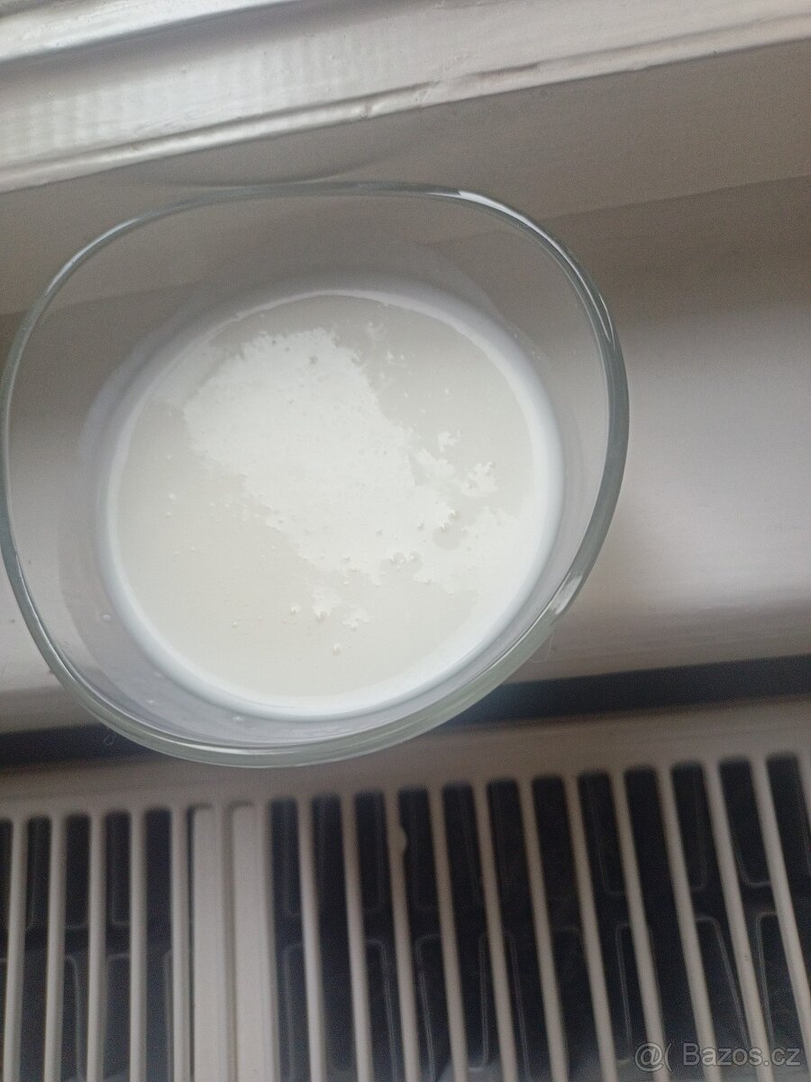 Tibetská kefírová houba – živá startovací kultura - 3