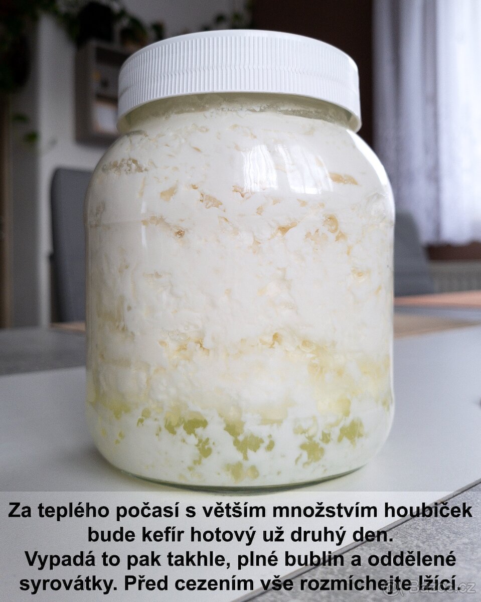 Tibetská houba, kefírová zrna. VR a TU. Balíkovna 83Kč. - 3