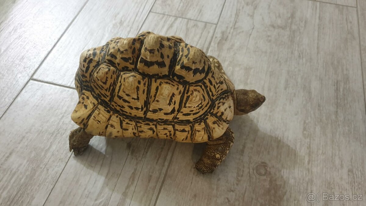 Suchozemské pardálí želvy - 3