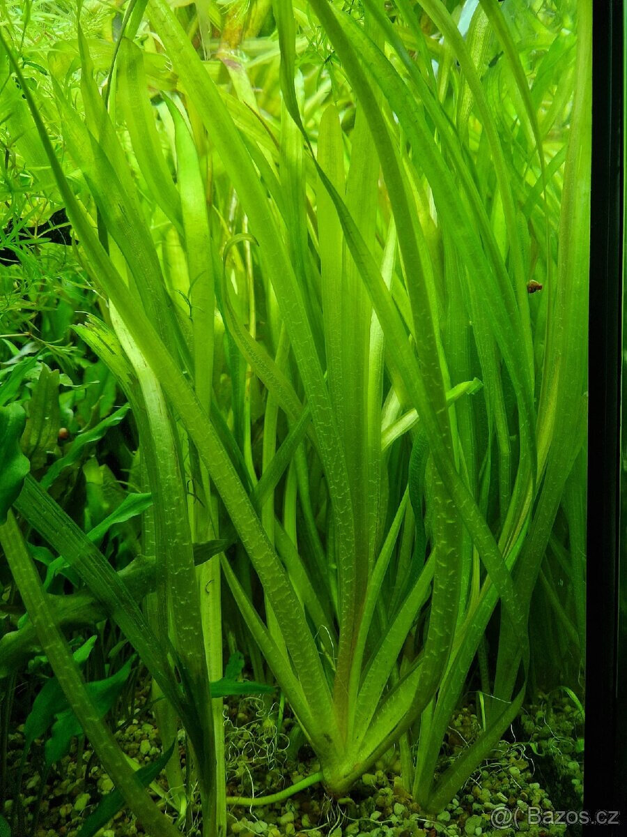 Prodám Ampulária modrá - Pomacea canaliculata - 3