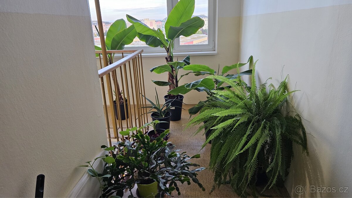 Prodej Banánovníků, Kapradí a Aloe Vera - 3