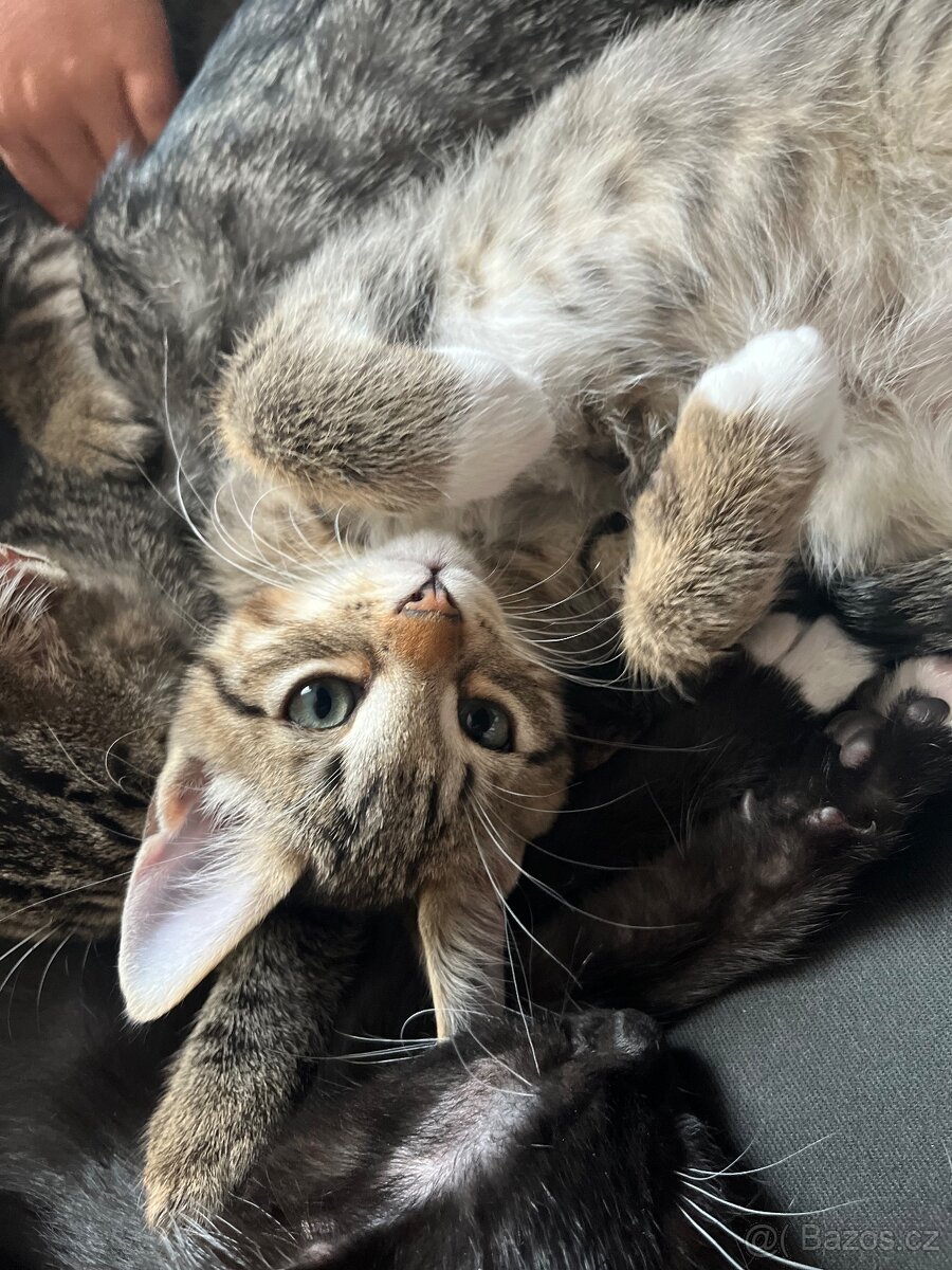 Bytový - mourovatý kocourek - s EU pasem - 3