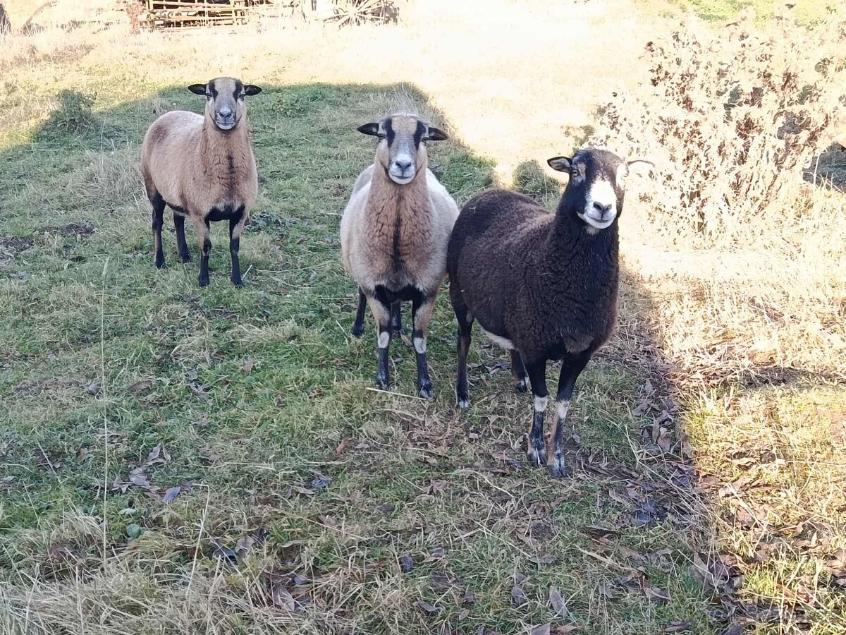 Ovce kamerunská - 3