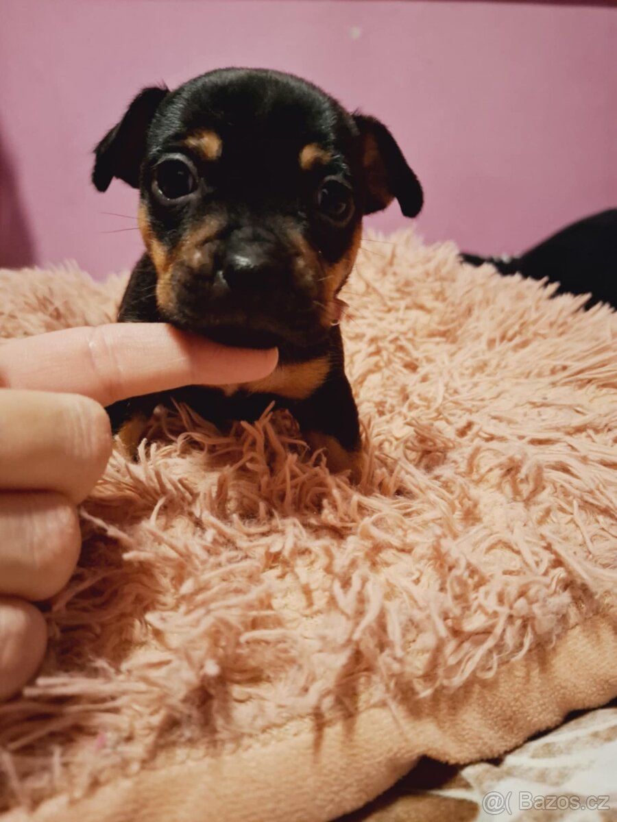 Stěně Buldoček X Jezevčík - 3