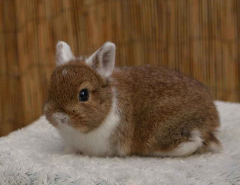 Zakrslí králíčci, odběr těsně před Vánocemi - 3