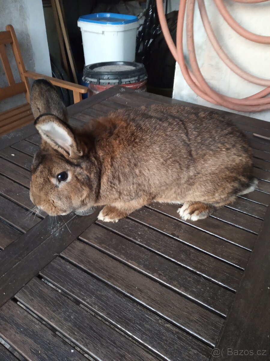 Prodám samce vídeňský šedý - 3