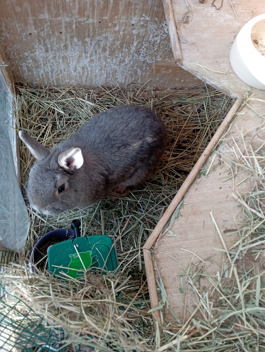 Zakrslý králík - 3