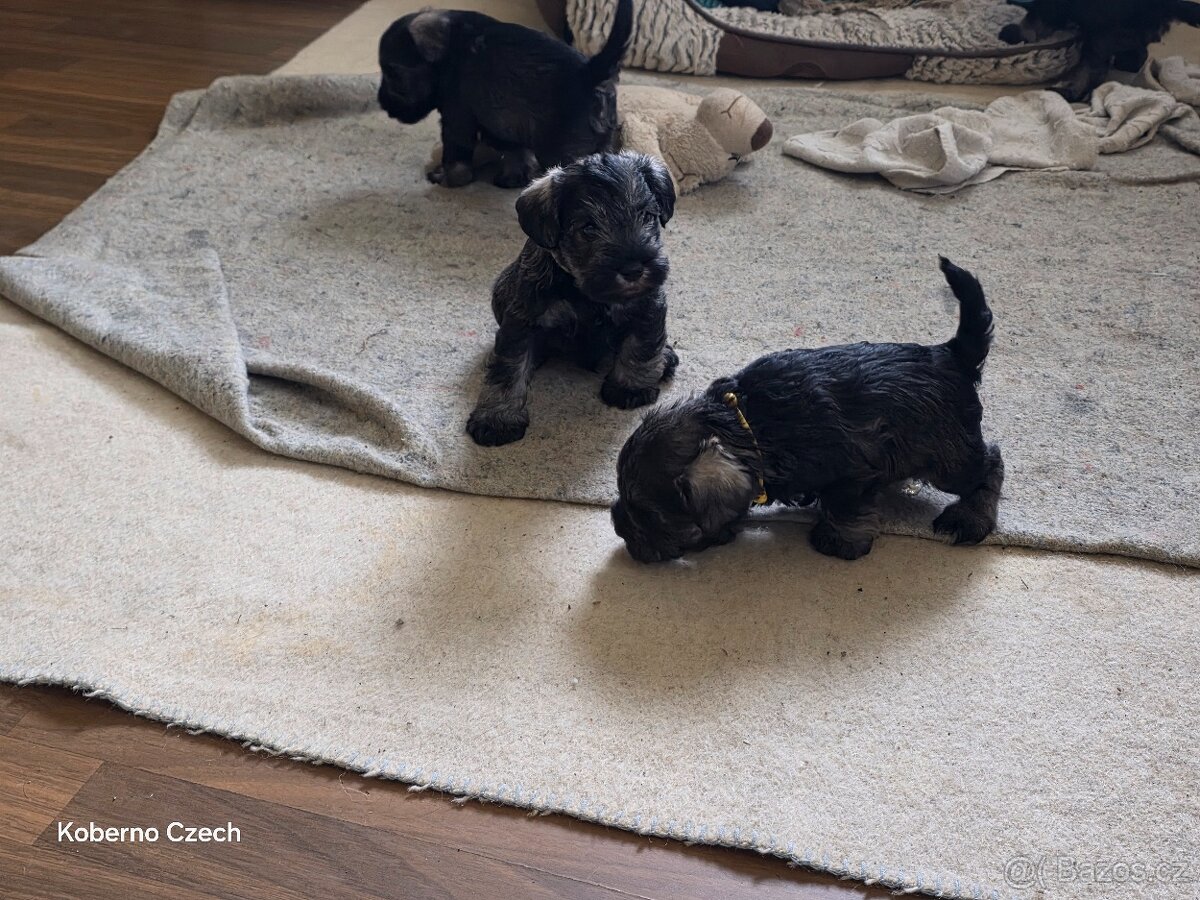 Knírač malý pepř a sůl s PP - 3