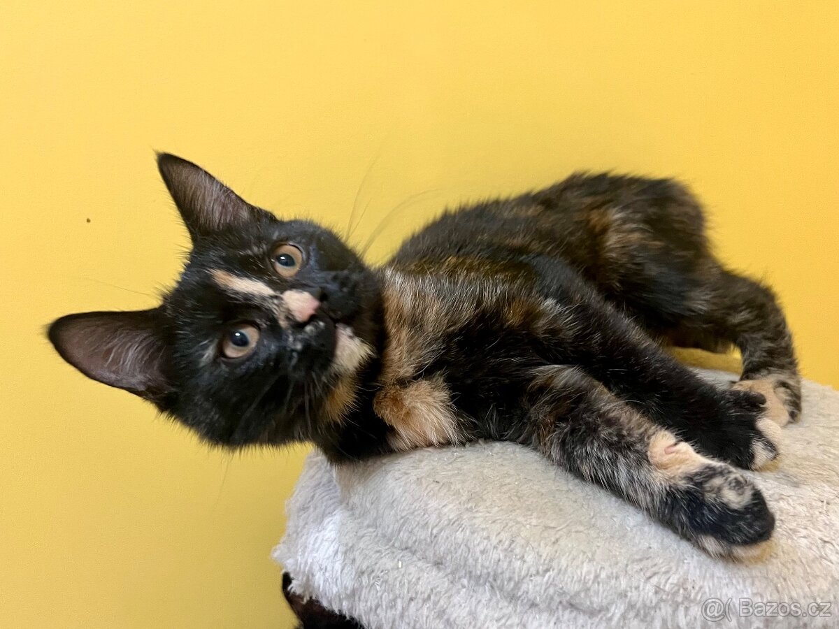 Mainská křížená koťátka - 3