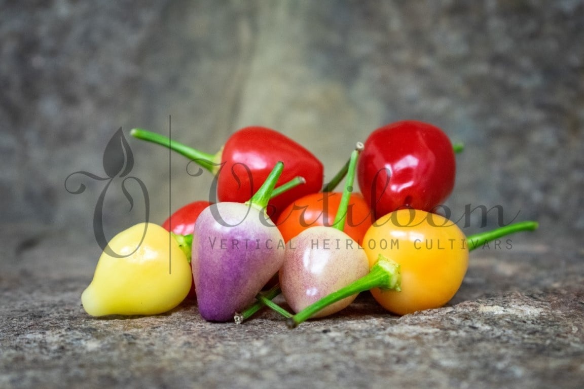 Chilli papričky - 3