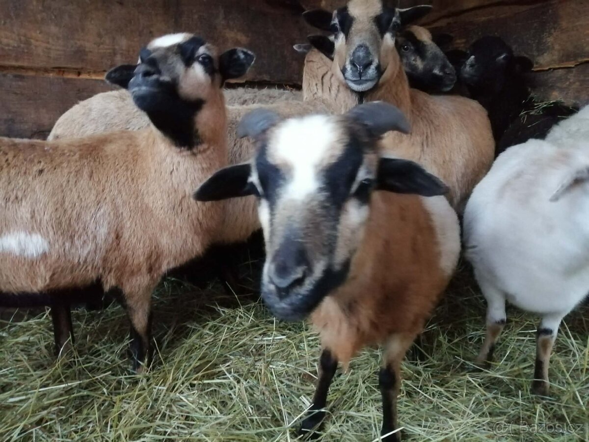 Kamerunský beran - 3